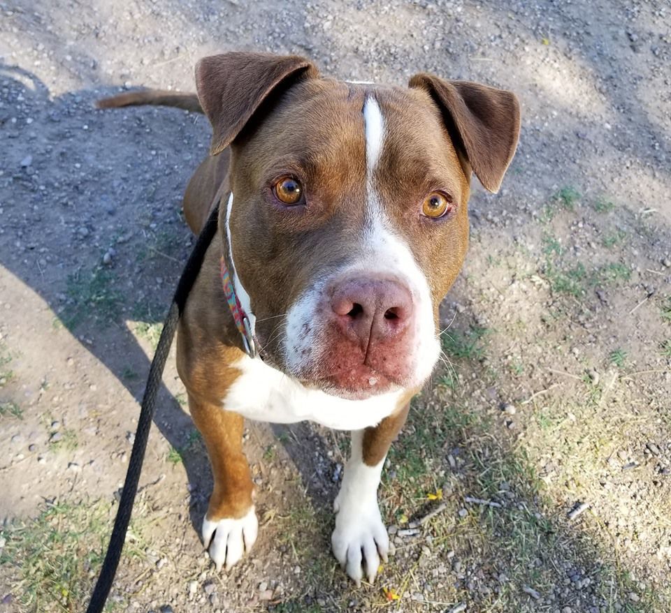 Adopt a friend: Dojo